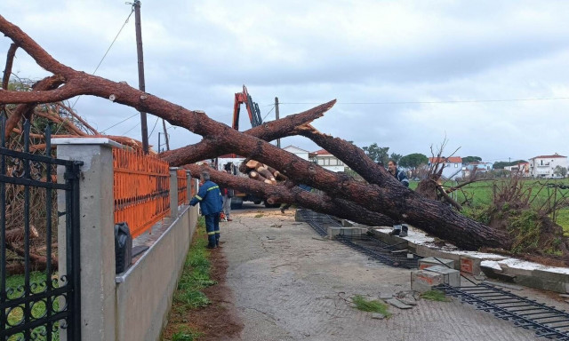 Μυτιλήνη: Πτώσεις δέντρων από τα έντονα καιρικά φαινόμενα