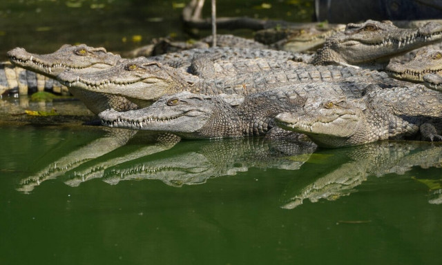 Τρόμος στην Αυστραλία: Κροκόδειλοι και καρχαρίες απειλούν τους κατοίκους μετά τις πλημμύρες