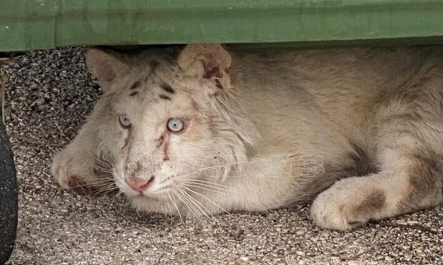 Λευκή τίγρης: Ξεκινάει έρευνα για κυκλώματα παράνομου εμπορίου άγριων ζώων - Παρέμβαση Βουρλιώτη