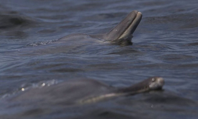 Γαλλία: Τουλάχιστον 910 δελφίνια ξεβράστηκαν νεκρά αυτόν τον χειμώνα σε παραλίες