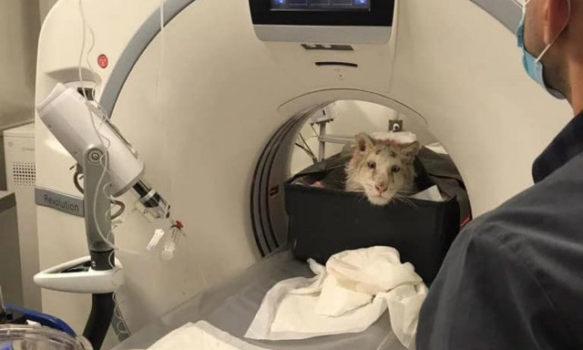 Νεότερα για τη μικρή λευκή τίγρη: Τι έδειξαν οι εξετάσεις της - Δείτε φωτογραφίες