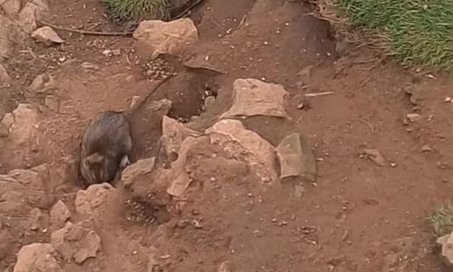 Ουαλία: Τρωκτικά σε μέγεθος γάτας έχουν «καταλάβει» την παραλιακή πόλη Τένμπυ