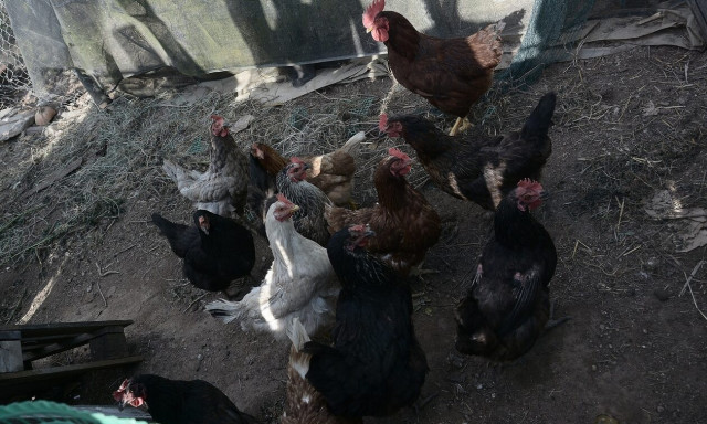 Μπαίνει πλαφόν σε κότες, πάπιες, γαλοπούλες και κουνέλια