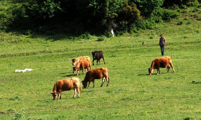 Μέτρο 22: Ξεκίνησε η υποβολή αιτήσεων για τους νεοεισερχόμενους κτηνοτρόφους έτους 2021