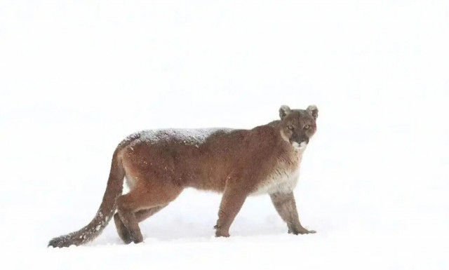ΗΠΑ: Εφιάλτης για ζευγάρι στο Κολοράντο - Έκαναν τζακούζι και τους επιτέθηκε λιοντάρι