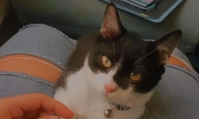 Τέμπη: Επέζησε από την τραγωδία και κάνει έκκληση για τον γάτο της που ταξίδευαν μαζί