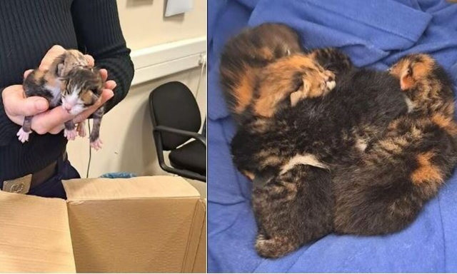 Βόλος: Αντιμέτωπη με πρόστιμο 120.000 ευρώ η ηλικιωμένη που πέταξε τα γατάκια στα σκουπίδια