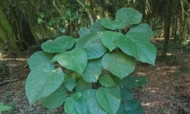 Γυναίκα ακούμπησε το «πιο τοξικό και επικίνδυνο φυτό του κόσμου» και υποφέρει από αφόρητους πόνους