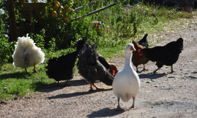 Μπαίνει πλαφόν... στις κότες που βρίσκονται στις αυλές σπιτιών στα χωριά