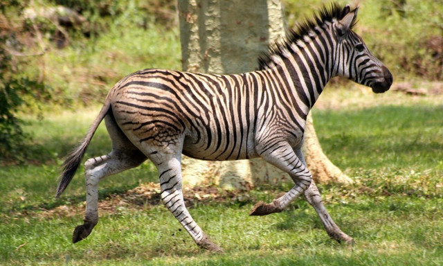 Ζέβρα το «έσκασε» από Ζωολογικό Πάρκο και έκανε βόλτες στη Σεούλ