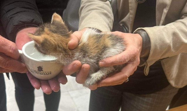 Τριμελές Πλημμελειοδικείο: Το γατάκι που βαφίστηκε «Μάτι» και έκλεψε την παράσταση στη δίκη