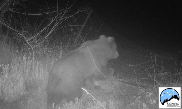«Συνελήφθη» πεινασμένη αρκούδα που έβαλε χέρι σε 40 κιλά μέλι παραγωγών του όρους Πάικου