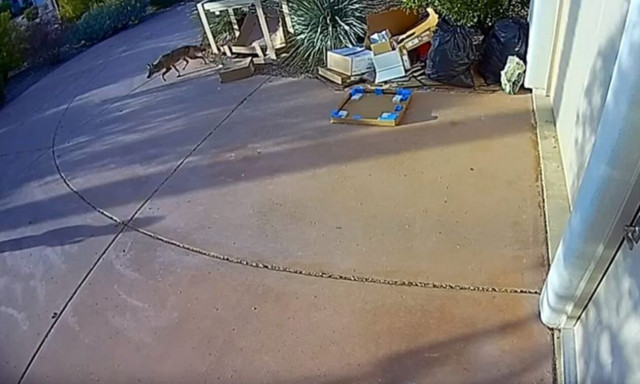 Τρομακτικό βίντεο: Nήπιο γλίτωσε από θαύμα μετά από επίθεση κογιότ