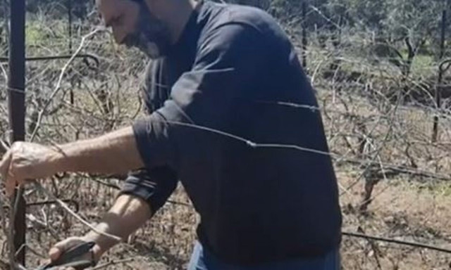Οι Κρητικοί δείχνουν πως κλαδεύουν το κρασάμπελο