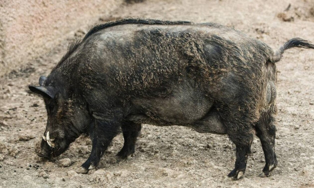 Λαχτάρα για οδηγό έξω από τη Λάρισα: Συγκρούστηκε μετωπικά με αγριογούρουνο