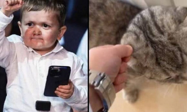 Αντιδράσεις για τον Hasbulla που κακοποιεί την γάτα του σε video