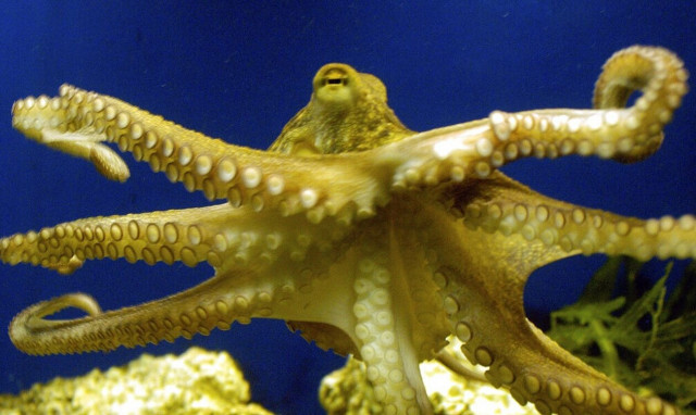 Ισπανία: Σάλος για την πρώτη φάρμα χταποδιών στον κόσμο - «Θα θανατώνονται βασανιστικά»