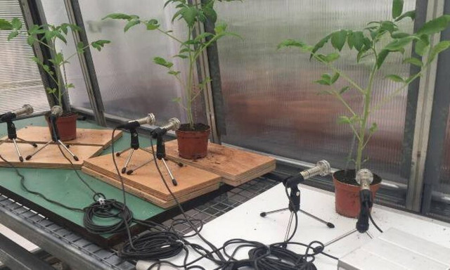 Τα στρεσαρισμένα φυτά εκπέμπουν ήχους - Αποκαλυπτική έρευνα (vid)