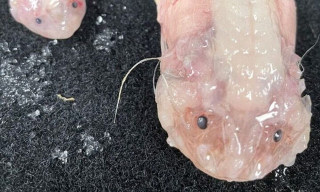 Ιαπωνία: Επιστήμονες εντόπισαν ψάρι σε βάθος 8.336 μέτρων