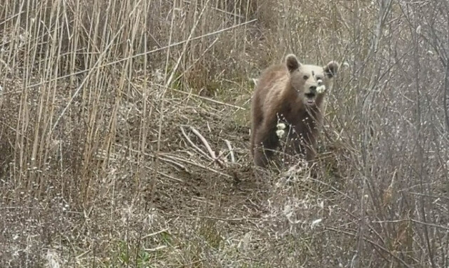 Πρέσπες: Έσωσαν αρκουδάκι που πίαστηκε σε συρμάτινη θηλιά
