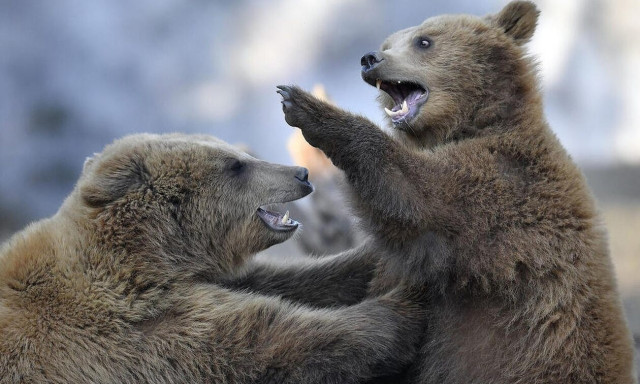 Ιαπωνία: Ξεπουλάει το... κρέας αρκούδας από αυτόματους πωλητές
