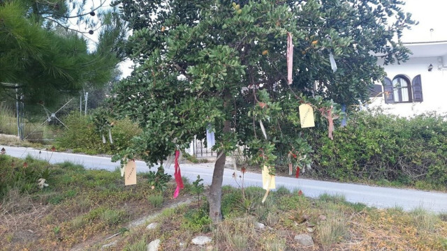Ρέθυμνο: Τι σημαίνουν τα δέντρα με τις ευχές;
