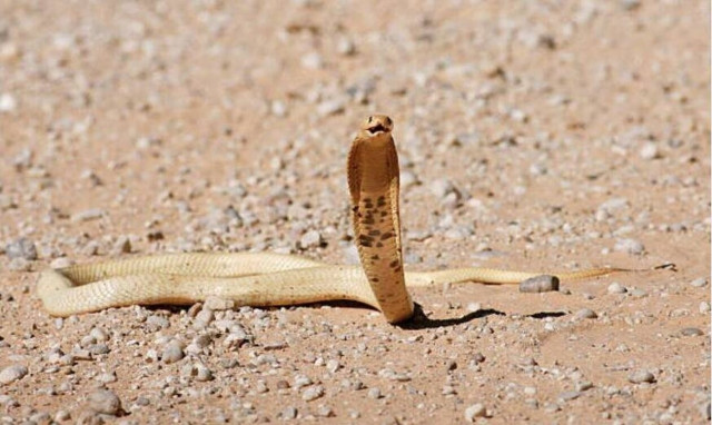 Τρόμος στον αέρα: Μία κόμπρα βρέθηκε στο πιλοτήριο αεροπλάνου