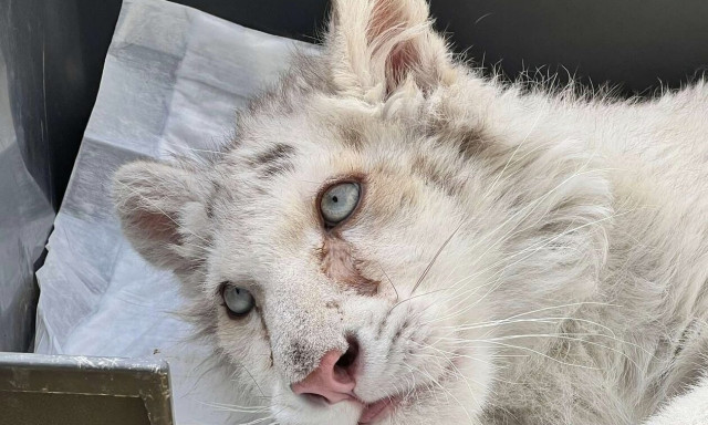 Αγωνία για τη λευκή τίγρη: Σήμερα ή αύριο η ανακοίνωση της απόφασης για τη ζωή της