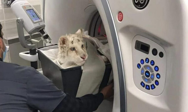 Ευθανασία στα ταλαιπωρημένα ζώα, η ύστατη πράξη ανθρωπιάς