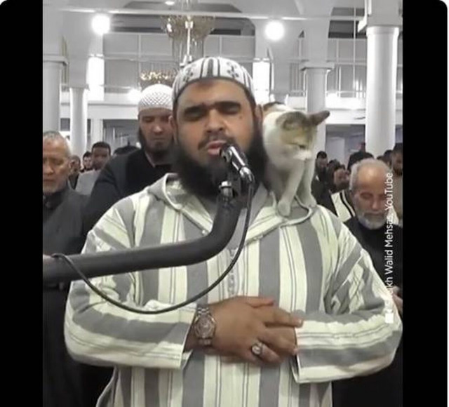 Viral βίντεο: Η γάτα διέκοψε την προσευχή του ιμάμη