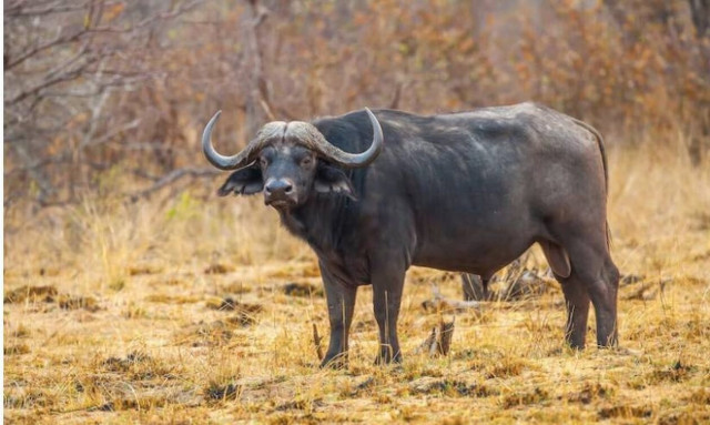 Μποτσουάνα: Βουβάλια σκότωσαν δύο άτομα