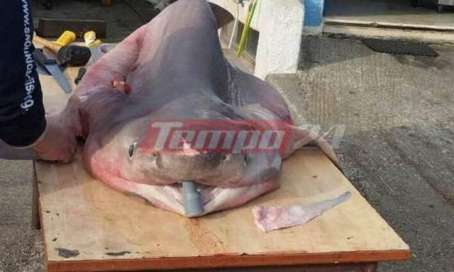 Πάτρα: Πήγαν για ψάρεμα και γύρισαν με καρχαρία τριών μέτρων
