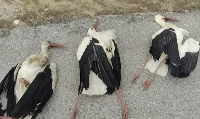 Πιερία: Πελαργοί θανατώθηκαν από ηλεκτροπληξία – Οι κάτοικοι της Νέας Εφέσου ζητούν λύση