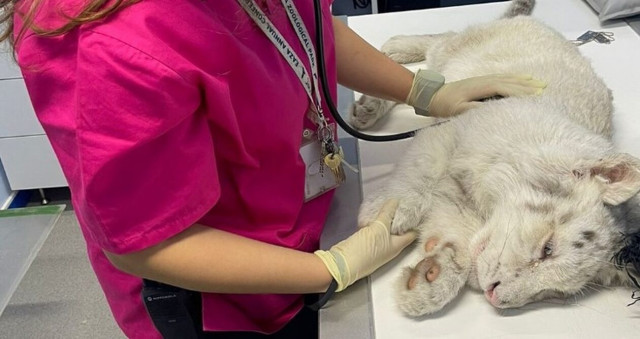 Φιλόζωοι: Ευθανασία, η μόνη λύση για τη λευκή τίγρη - «Κάθε αναπνοή, ένας αβάστακτος πόνος»