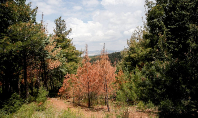 Θεσσαλονίκη: Ο δήμος ενισχύει την πυροπροστασία του Σέιχ Σου
