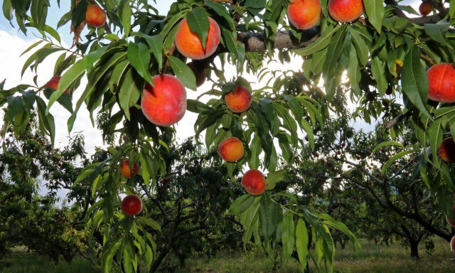 Σε ΦΕΚ οι αποφάσεις για τις ενισχύσεις 28,1 εκατ. ευρώ σε αγροτικά προϊόντα