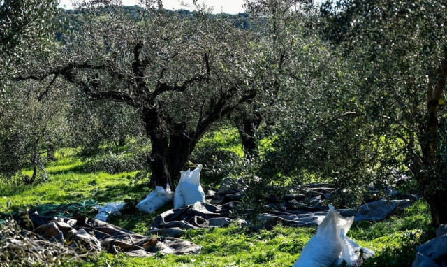 Απώλειες 200 εκατ. ευρώ ετησίως από τη μη τυποποίηση του ελαιόλαδου