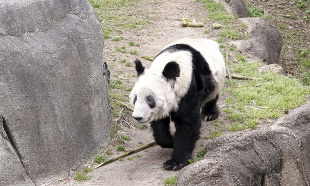 Πεκίνο: Γιατί οι Κινέζοι περιμένουν με αγωνία την επιστροφή του θηλυκού πάντα «Για Για» από τις ΗΠΑ