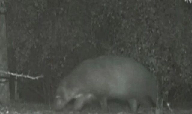 Μυστηριώδες ζώο καταγράφηκε από κάμερα πάρκου και έχει προβληματίσει τους υπαλλήλους