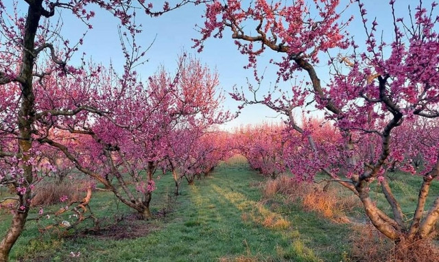 Βέροια: Βόλτα στις ανθισμένες ροδακινιές με ταξί