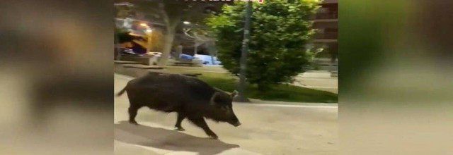 Θεσσαλονίκη: «Χαλαρές» βόλτες αγριογούρουνου στην πλατεία