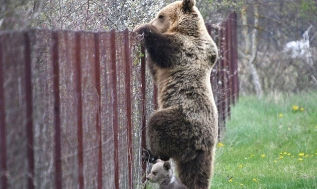 Το καταφύγιο αρκούδας στην Μπελίτσα ανοίγει ξανά τις πύλες του