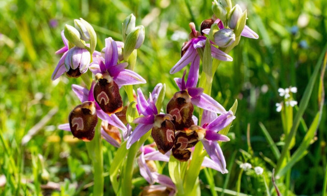 Σπάνιες άγριες ορχιδέες περιμένουν τον επισκέπτη στα πάρκα του Απολιθωμένου Δάσος της Μυτιλήνης