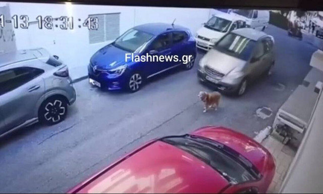 Ηράκλειο: Συνελήφθη η 63χρονη οδηγός που πάτησε τον σκύλο - Πρόστιμο 40.500 ευρώ