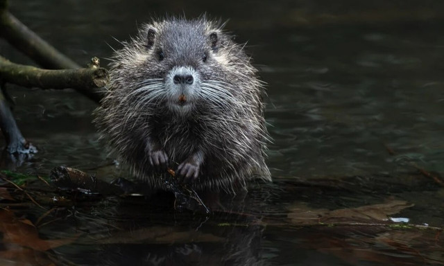 Ουαλία: Αγριος κάστορας εμφανίστηκε μετά από 400 χρόνια