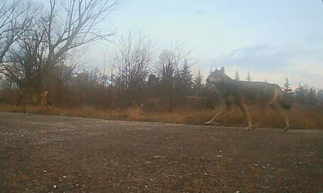 Σέρρες: Λύκος τριγυρίζει δίπλα σε νηπιαγωγείο - Επιτέθηκε σε σκύλο και τον σκότωσε