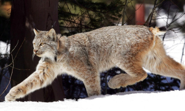 Νέα Ζηλανδία: Αποτροπιασμός για τον διαγωνισμό της ντροπής - Παιδιά κυνηγούν και σκοτώνουν γάτες