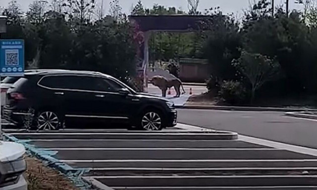 Τρόμος στην Κίνα: Λιοντάρια δραπέτευσαν από τσίρκο