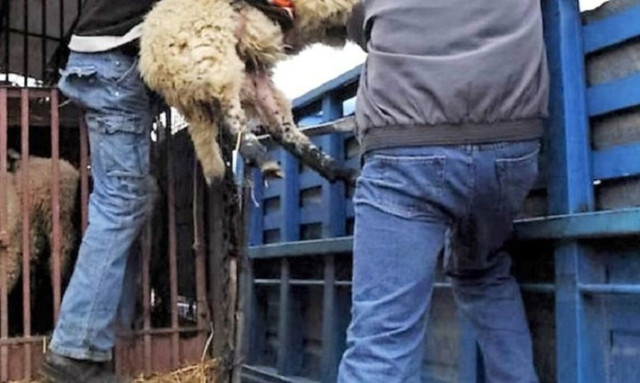 Απίθανη ιστορία στην Κρήτη: Τον έπιασαν να κλέβει πρόβατα αλλά εκείνος επικαλέστηκε… ροζ ιστορία!