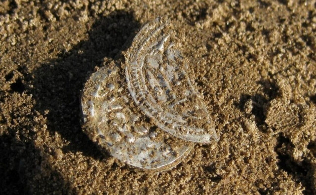 Δανία: Στο «φως» σπάνιοι θησαυροί των Βίκινγκ